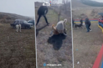 Ոստիկանների և կենդանապաշտպանների համագործակցության շնորհիվ կանխվեց շնամարտը