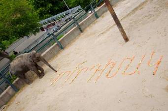 Երևանի կենդանաբանական այգու փղիկը միացել է դիմակներ կրելու հորդորին