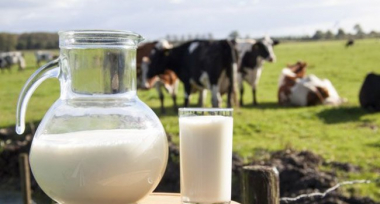 Ինչո՞վ է վտանգավոր նոր կթած տաք կաթը