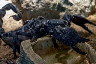 Գիտնականները կարիճի թույնից քաղցկեղի բուժման դեղամիջոց են ստեղծել