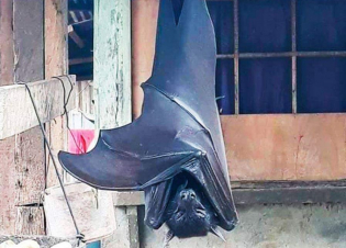 Թռչող մուկ՝ մարդու չափերով. օրվա կադր