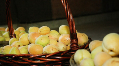 Մոսկվայի հայկական եկեղեցում այսօր՝ Վարդավառի տոնին, ծիրան կբաժանվի մոսկվացիներին 