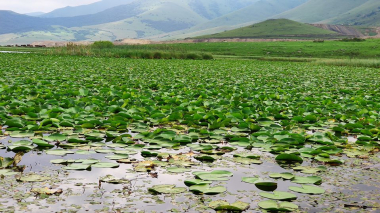 Ջրաշուշանների լիճ. լուսանկարներ