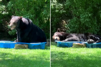 ԱՄՆ-ում հսկա արջը փախել է անտառից և մերձակա առանձնատներից մեկի լողավազանում «հանգիստն անցկացրել» (լուսանկարներ)