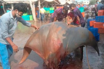Հնդկաստանում ձկնորսները 800 կգ կշռող կատվաձուկ են որսացել (լուսանկար)