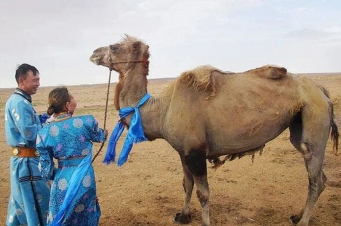 Չինաստանում ուղտն ավելի քան 100 կմ ճանապարհ է անցել` նախկին տիրոջ մոտ վերադառնալու համար (տեսանյութ, լուսանկարներ)