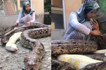 Ինդոնեզիայի 14-ամյա բնակչուհին տանը որպես ընտանի կենդանի 6 ահռելի պիթոն է պահում 