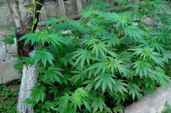 Գետափնյայի բնակչի տնից հայտնաբերվել է 1-3 մետր բարձրության կանեփի 852 թուփ եւ 144 գրամ մարիխուանա (տեսանյութ)