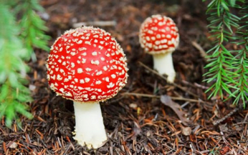 Սնկից թունավորման 20 դեպք՝ 42 տուժածով. ԱՆ-ն հորդորում է զերծ մնալ անհայտ ծագման սնկերից