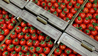 Ո՞ւմ խորհուրդ չի տրվում լոլիկ ուտել