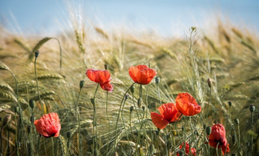 Առաջիկա օրերին տեղումներ չեն սպասվում