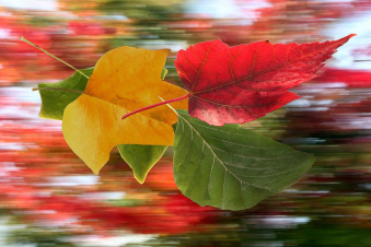 Տաք սեպտեմբեր է լինելու. կանխատեսում