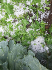 Տեղ գյուղում տեղացած կարկուտը մեծ վնասներ է պատճառել