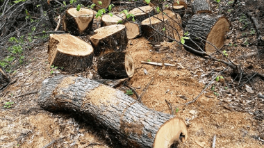 Շրջակա միջավայրին հասցվել է 12․449․472 դրամի վնաս