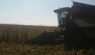 Ասկերանի շրջանում շարունակվում է եգիպտացորենի և արևածաղկի բերքահավաքը