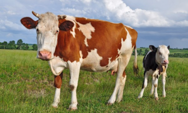 ՀՀ էկոնոմիկայի նախարարություն. Անասնաբուծության ոլորտում նախատեսվում է մի քանի կարեւոր նախագիծ իրականացնել