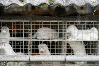 Վեց երկրներում կորոնավիրուսի դեպքեր են հայտնաբերվել՝ կապված ջրաքիսի ֆերմաների հետ