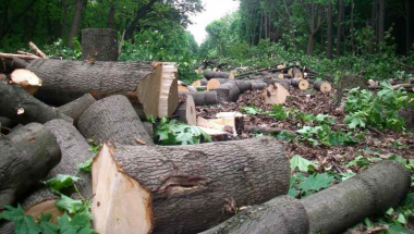 Շրջակա միջավայրի նախարարությունը հորդորում է զերծ մնալ ապօրինի ծառահատումներից