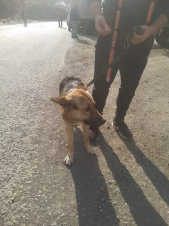 ԴԻՆԳՈ Թիմ-ը տերեր է փնտրում Արցախից բերված շների համար