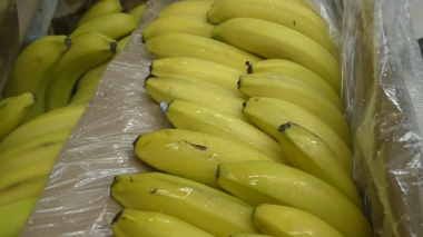 Աշխարհին բանանի անբավարարություն է սպառնում