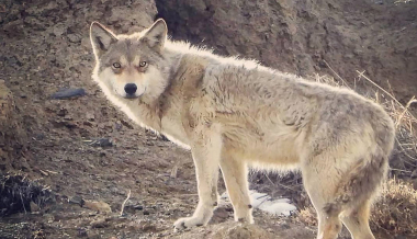 Որսի կանոնները փոփոխվել են․ թույլատրվել է ևս մեկ կենդանատեսակի որս  