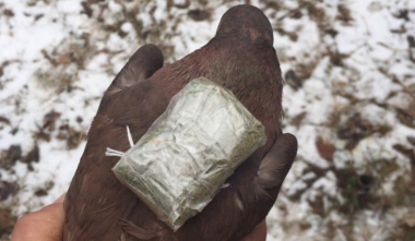 Քրեակատարողական հիմնարկների աշխատակիցները կանխել են թմրամիջոցի փոխանցման դեպքեր