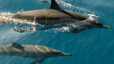 Հնդկաստանում երեք մարդու են ձերբակալել` անհետացման եզրին գտնվող դելֆինին սպանելու համար