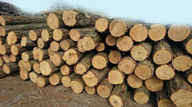 Նշանակվել էր սանիտարական հատում՝ ձնաջարդ և քամատապալ ծառերի հեռացման նպատակով