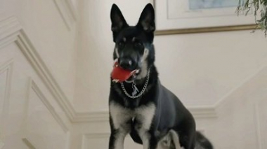 Ջո Բայդենի շան համար կանցկացնեն «երդմնակալության» արարողություն