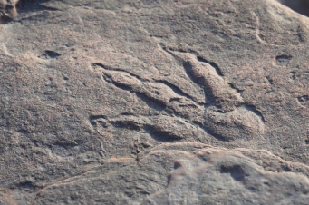 4-ամյա բրիտանուհին դինոզավրի ոտնահետք է հայտնաբերել լողափում  