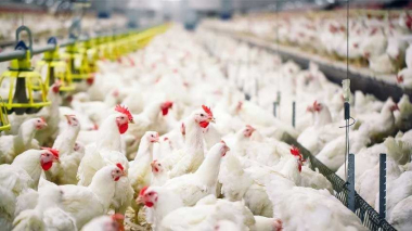 Ճապոնիայի արևելքում թռչնագրիպի բռնկման պատճառով ևս 250 հազար հավ կոչնչացվի