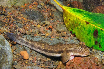 Մինչև 300 մ. BBC-ին պատմել է Հավայան կղզիներում բնակվող «ժայռ մագլցող» էնդեմիկ ձկնատեսակի մասին