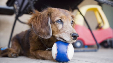 Ֆիլիպիններում ծնվել է շան մուտանտ ձագ` մեկ աչքով և երկու լեզվով