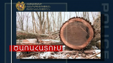 Տավուշի ոստիկաններն ապօրինի ծառահատման դեպք են բացահայտել