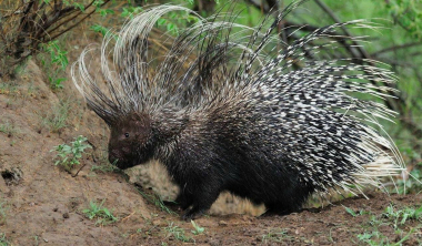 ԲԸՏՄ-ն ներկայացրել է Կարմիր գրքում գրանցված կենդանիների ոչնչացման դեպքում տուգանքի չափերը