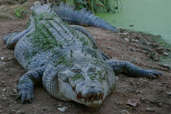 Ինդոնեզիայում կոկորդիլոսի ստամոքսից դուրս են բերել 8-ամյա երեխայի մարմին