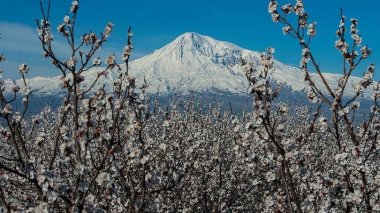 Մարտի 21-25-ին Արարատյան դաշտում կանխատեսվում է ծիրանենու համատարած ծաղկում