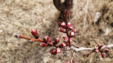 Արարատյան դաշտում ծիրանենին սկսում է ծաղկել։