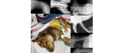 Հրազդանում խոշտանգված շան ապրելու հույսը գնալով մեծանում է