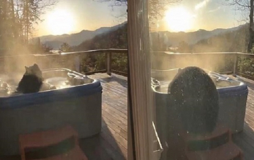 Վայրի արջը՝ ջակուզիում