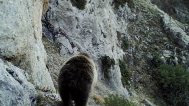 Ծուռթաթ քոթոթը վայրի բնության գրկում. տեսանյութ