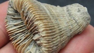 Պատանի բրիտանացին այգում գտել է պալեոզոյի դարաշրջանի մարջան