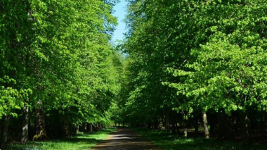 100 ծառ է տնկվելու՝ ի հիշատակ Ապրիլյան պատերազմի զոհերի . Արեենց