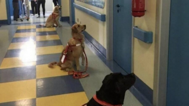 Իտալիայի մանկական հիվանդանոցում. կենդանիները օգնում են վերականգնվել ծանր հիվանդություններից հետո