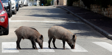 Իսրայելում վարազները ամուսիններին հասցրել են ամուսնալուծության