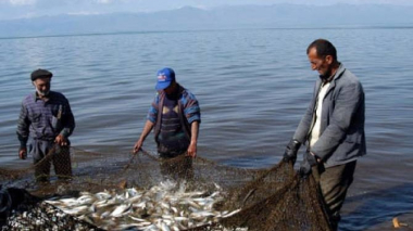  Երբ ազատ վաճառվում են գոնե մեկ անգամ չձվադրած մանրաձկներ. «Հայաստանի Հանրապետություն» օրաթերթ