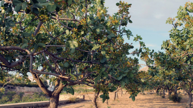 Արմավիր մարզի Կողբավան համայնքի ամայի տարածքում հիմնադրվեց պիստակի այգիներ. Պատվականյան