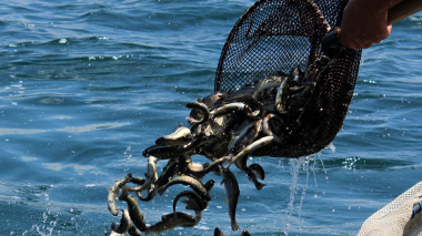 Սեւանա լճից դուրս են բերել մանրաձուկ որսալու 25 և խեցգետին որսալու 19 ապօրինի ցանց