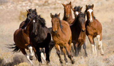 Խնածախում ձիերն անցել են դիրքերն ու հայտնվել են ադրբեջանցիների մոտ. գյուղացիները չեն կարողացել կանգնեցնել ձիերին