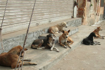 Թափառող կենդանիների վնասազերծման ՀՈԱԿ-ում էֆթանազիայի որևէ ցուցում չունեցող կենդանիները քնեցվում են տնօրենի ուղիղ հրամանով․ ավագանու անդամը ահազանգում է